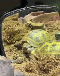 Mirror Im Fabulous GIF by Valley Zoo Development Society