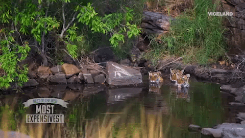 tiger lake GIF by MOST EXPENSIVEST