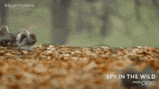 bbc one squirrel GIF by BBC