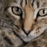 Cat Kitten GIF