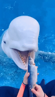 cuteanimalland giphyupload GIF