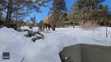 Bull Elk Stares Down Man Outside Estes Park Home