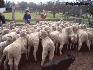 coming GIF