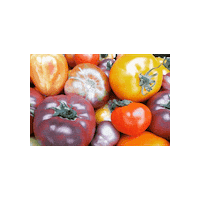 Comida Vegetable Sticker by Tomato Revolution seeds