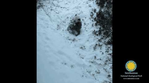 GIF by Giffffr