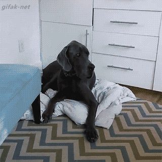Video gif. A baby waddles over to a great dane laying on a blanket. The baby pats the dog's head and the dog freaks out, getting off of the blanket. The baby then plops down in the dog’s old spot and lays down and the dog looks down at the baby. 