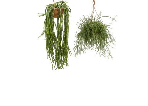 Plants Planten Sticker by 2nice