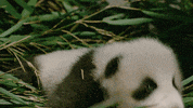 panda GIF by Disneynature