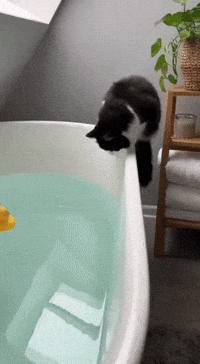 Cats Fail GIF