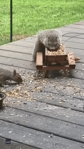 Groundhog, Squirrel, and Chipmunk Share Daily Meal at Tiny Picnic Table