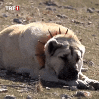 Dog What GIF by TRT