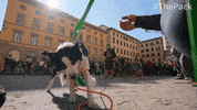 The Pack Dogs GIF by Amazon Prime Video