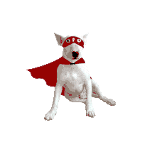 pherroes dog book perro libro Sticker