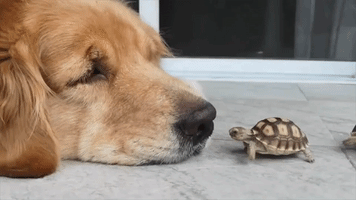 Tiny Tortoise 'Boops' Golden Retriever's Nose