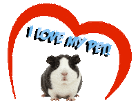 Guinea Pig Love Sticker