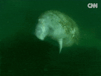 Blue Carbon GIF by CNN