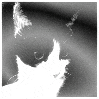 Art Cat GIF by Orla in Berlin