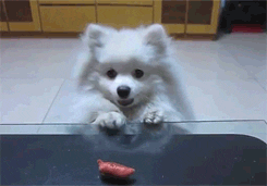 dog begging GIF
