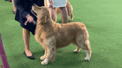 Dog Show GIF by Westminster Kennel Club