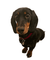 Dogs Puppy Sticker by hdfkino