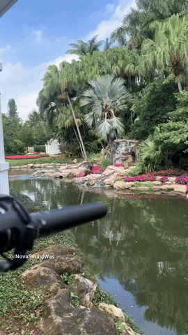 Field Recording of a Creek w a ShotGun Mic - Nova