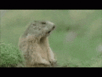 Video gif. A gopher looks off to the side, waiting, then suddenly starts reacting, as text pops up several times saying "hey!"