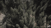 TheBroadmoor travel nature luxury hotel GIF