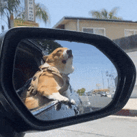 Cute Dog GIF
