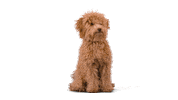 Dog Fashion Sticker by StudioJill