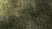 beauty landscape GIF by BBC Earth