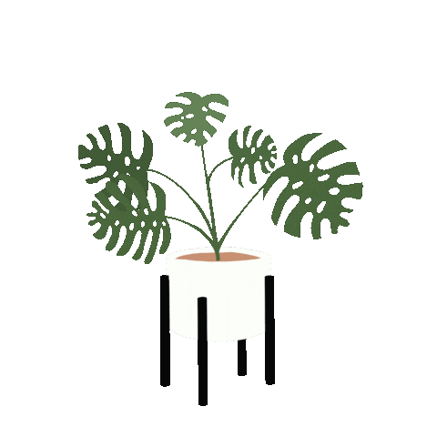 mikalynpaige giphyupload plant monstera swiss cheese plant Sticker