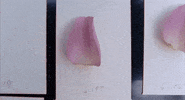 petals GIF by NOWNESS