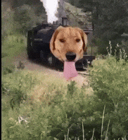 Good Boy Dog GIF