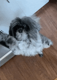 Dog GIF by Carmen Monoxide