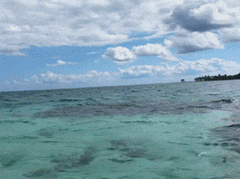 Belize GIF by Explorer Chick