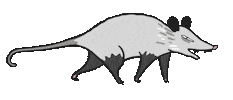Run Opossum Sticker by Nordic.bo