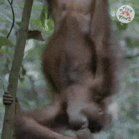 Xoxo Love GIF by FOUR PAWS