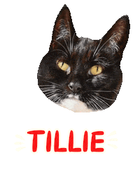Cat Tuxedo Sticker