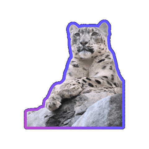SnowLeopardConservancy giphygifmaker Sticker