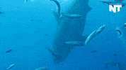 great white shark news GIF by NowThis 