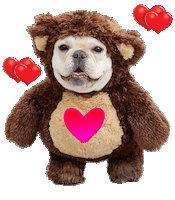 In Love Hearts Sticker by Oscar The Frenchie