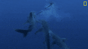 Nat Geo Swimming GIF by National Geographic Channel