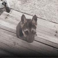 Nycscr GIF by NYC Second Chance Rescue