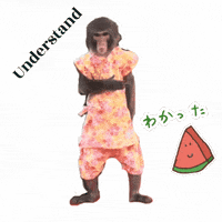 Monkey Understand GIF