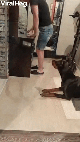 Helpful Pup Fetches Fallen Objects GIF by ViralHog