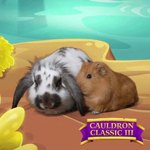 rabbit pets GIF by Bubble Witch