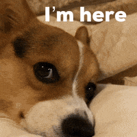 Im Here GIF