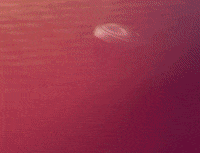 National Anthem GIF by Lana Del Rey