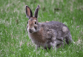 Hungry Chewing GIF by U.S. Fish and Wildlife Service