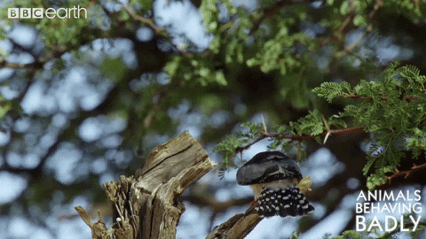 bird wildlife GIF by BBC Earth